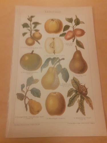 Chromolithographie kernobst - chromolithographie, um
