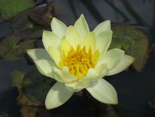 Nymphaea `Helvola` -