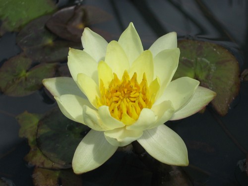 Nymphaea helvola - nymphaea,
