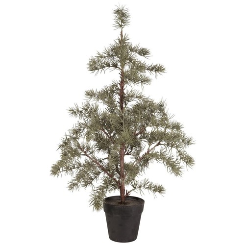 Laursen zeder baum mittel - ib,
