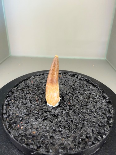 Plesiosaurus zahn - cm, /