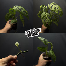 Monstera 'subsp. esqueleto /