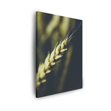 Leinwand-Bilder: Pflanzen -