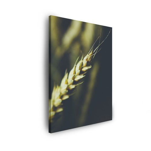 Leinwand bilder pflanzen - leinwand-bilder:,