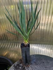 ?Yucca gloriosa 55cm, Stammansatz winterhart -25  Palmlilie Palme  Recurvifolia
