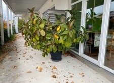 Gummibaum Ficus Elastica