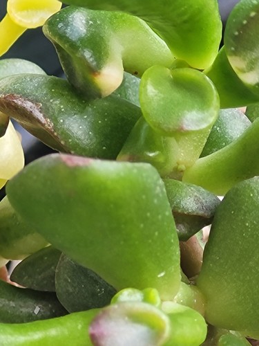 Crassula gollum yellow - crassula,