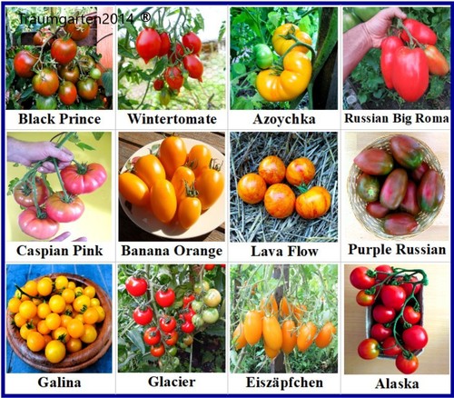 Tomatensamen sortiment 12 - tomatensamen,