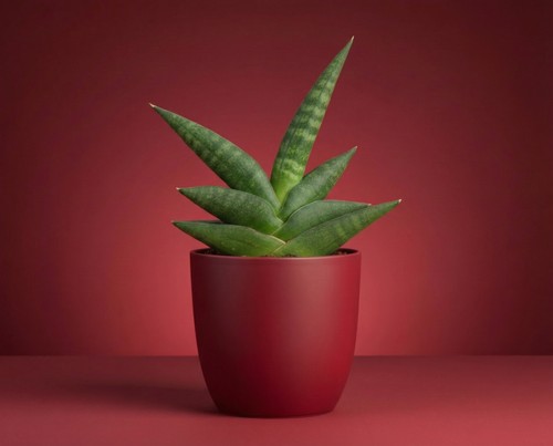 Sansevieria boncellensis - , –