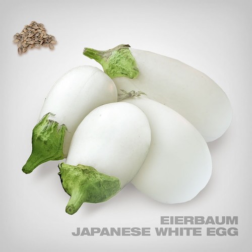 Premium eierbaum samen stk - premium,