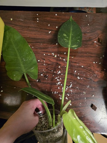 Philodendron jose buono - philodendron,