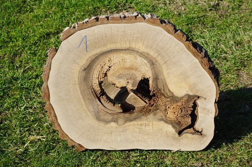 Baumscheibe holzscheibe - baumscheibe,