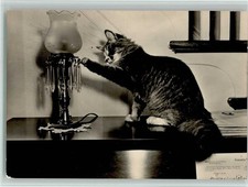 10545493 - Katze spielt mit der Petroleumlampe AK Katzen 1968
