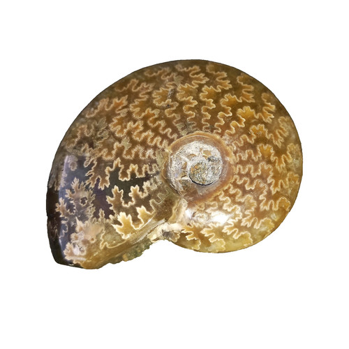 Cleoniceras poliert cm - cleoniceras, 5,6