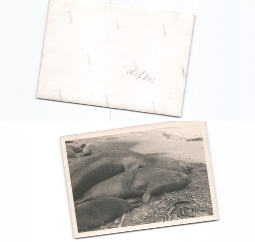 See elefanten - (dif003),