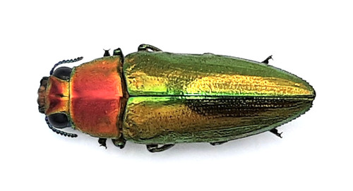 Buprestidae philocteanus - buprestidae,,