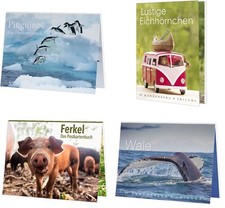 Postkartenbuch Tier Schwein