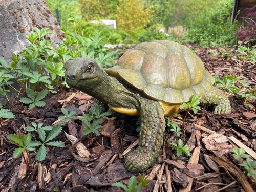 Schildkröte landschildkröte - schildkröte,