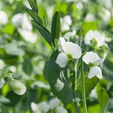 Sommer Ackerbohnen 25 kg Feldbohne Saubohne Säubohne Schweinsbohne Favabohne