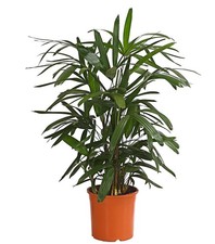 Palme Steckenpalme Zimmerpflanze rohrartige Stämme 70-80 cm Ø Topf 21 cm, Dehner