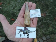 riesiger Zahn vom Spinosaurus