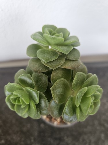 Sukkulente aeonium lily pad - aeonium,