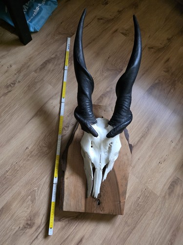 Eland geweih trophäe - trophäe, afrika