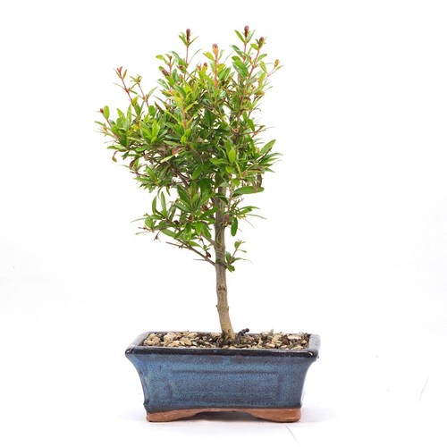Bonsai granatapfel punica - granatapfel, 'punica
