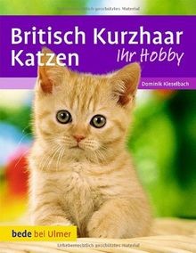 Britisch kurzhaar katzen ihr - britisch, (ihr