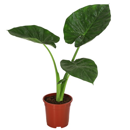 Pfeilblatt alocasia - pfeilblatt,