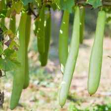Snake Kalebasse Flaschenkürbis 10 Samen - schlangenförmiger Flaschenkürbis