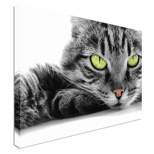 Grünäugige katze leinwand - grünäugige,