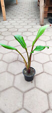 Ensete ventricosum Maurelli 40–60cm Rote Bananenpflanze Zierbanane Staude Palme