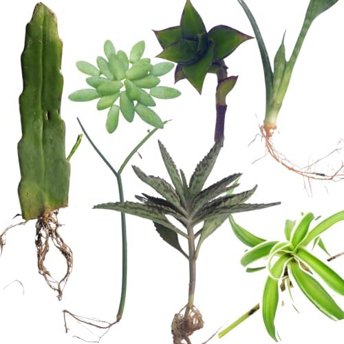 Cuttings variety pack 7 - pack,,