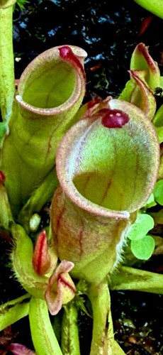 Heliamphora new - heliamphora,
