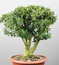BS02102 Bonsai - Bux, Buxus