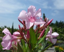 3 Oleander Stecklinge - Villa Romaine - frosthart
