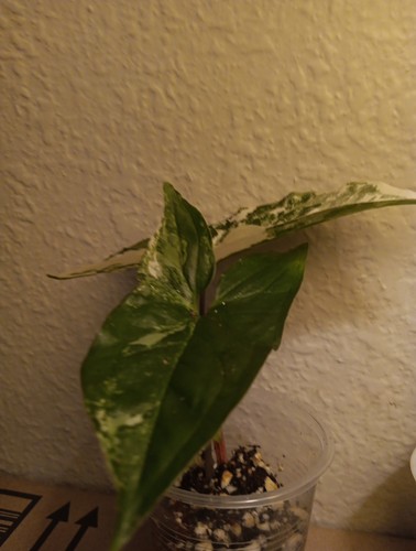 Variegated syngonium albo - variegated,