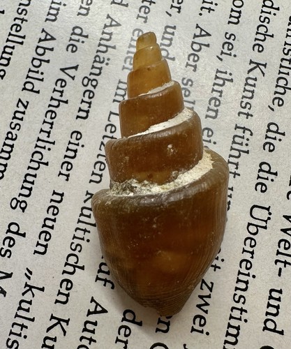 Achatisierte turitella - achatisierte,