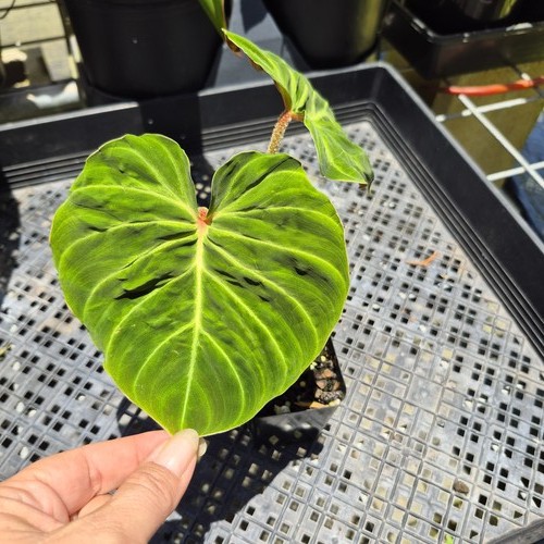 Philodendron verrucosum amazon - philodendron,