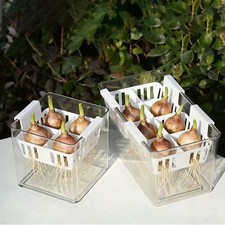 Tulpenzwiebel anzuchtset mit - anzuchtset,