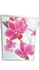 Wandbild alu rahmen blume - wandbild,