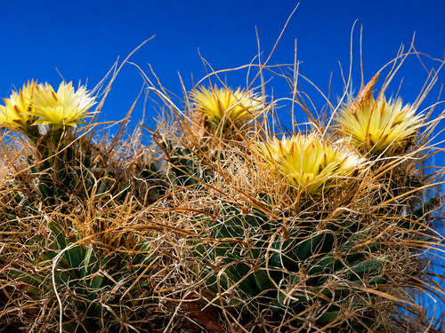 Leuchtenbergia prinzipis