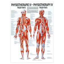 Triggerpunkte Mini-Poster Anatomie 34x24 cm medizinische Lehrmittel