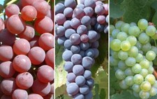 Weinreben-Set Rosé, Hell und