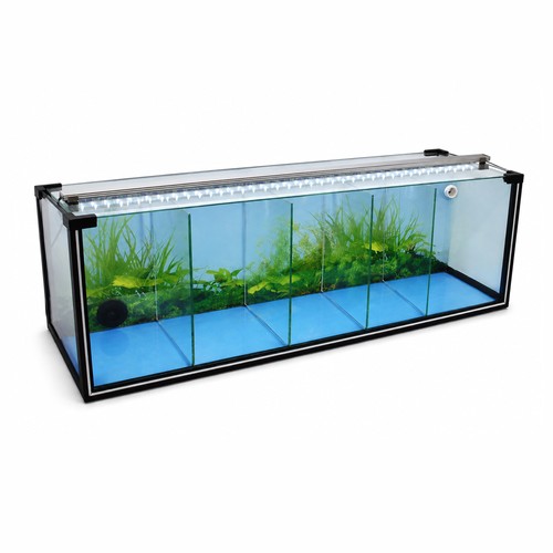 Kammer zucht aquarium - 29, zucht-aquarium