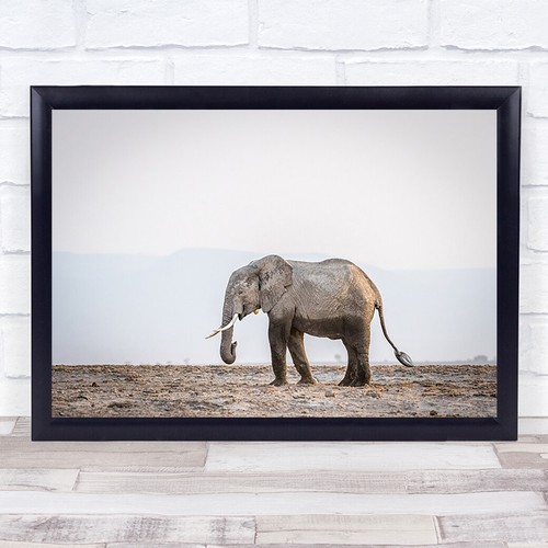 Elefant tierwelt natur allein - tierwelt,
