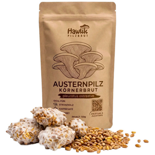 Austernpilze körnerbrut 150g - austernpilze,