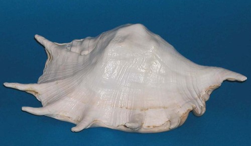 Schöne muschel schnecke - muschel,