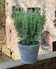 Zink Blumentopf Vintage-Stil